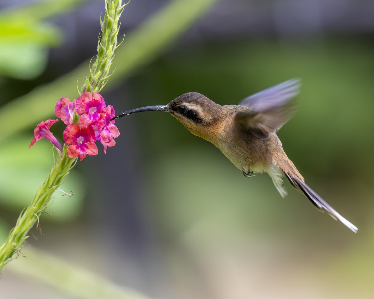 Braunkehl-Schattenkolibri - ML612391604