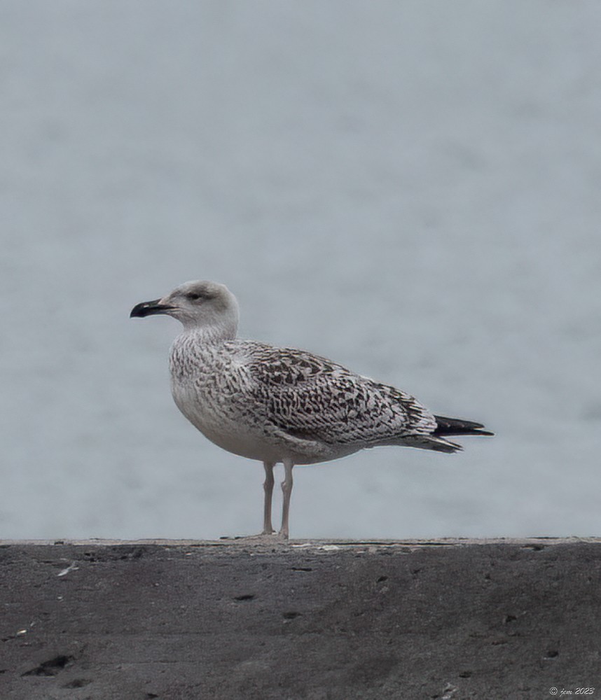 Great Black-backed Gull - ML612391618