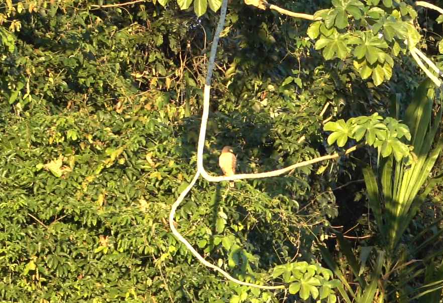 Roadside Hawk (Southern) - ML612391652