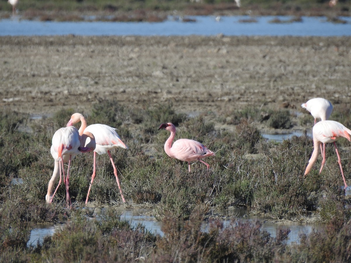 Lesser Flamingo - Juan Martín Bermúdez
