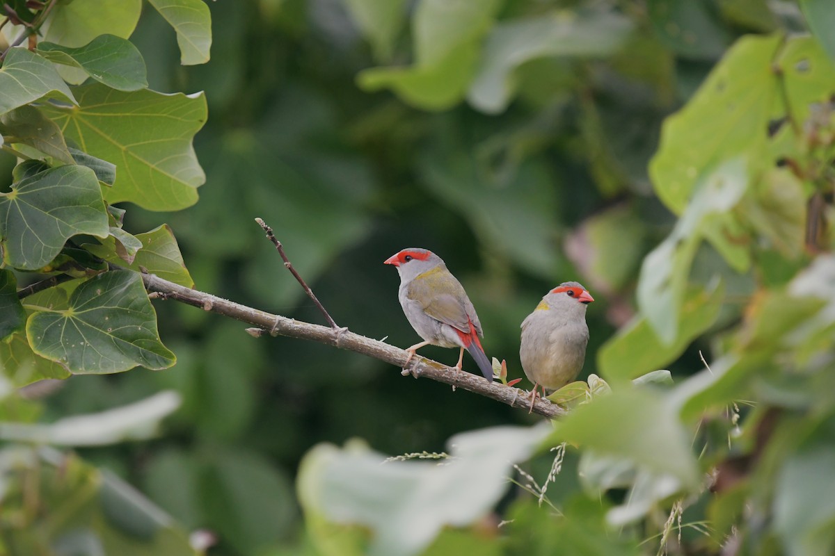Red-browed Firetail - ML612391712