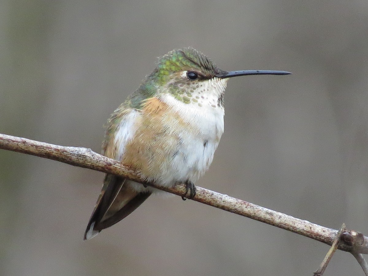 Rufous Hummingbird - ML612391729