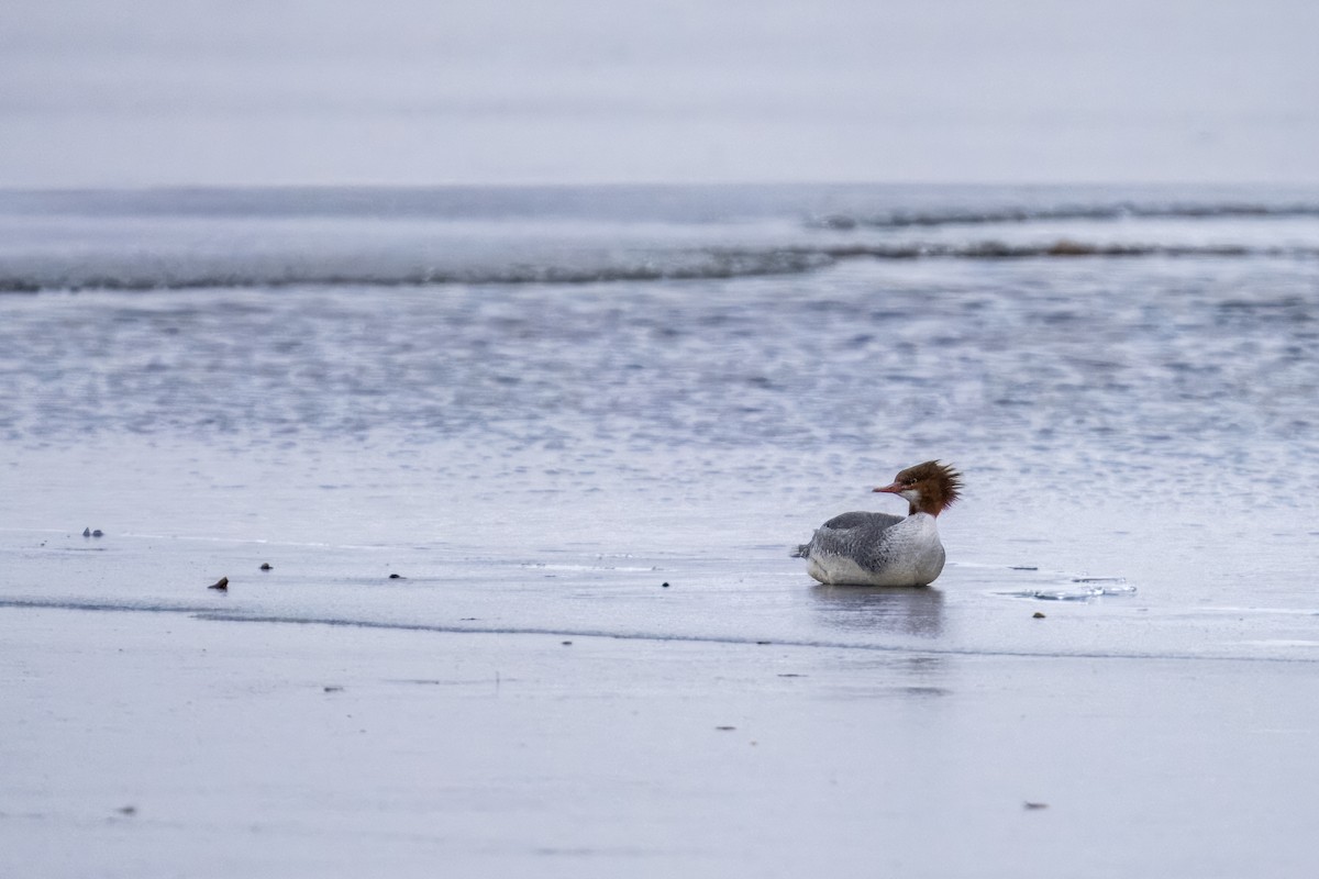 Common Merganser - ML612391783