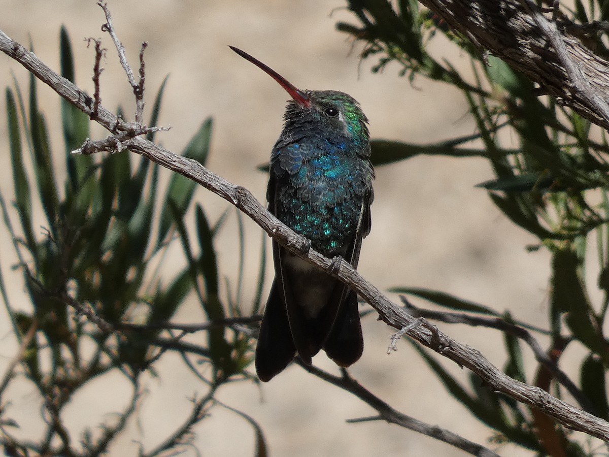 Broad-billed Hummingbird - Hugh & Regina