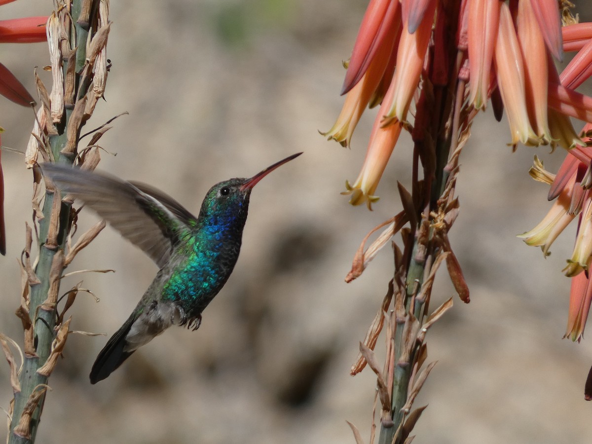 Broad-billed Hummingbird - Hugh & Regina