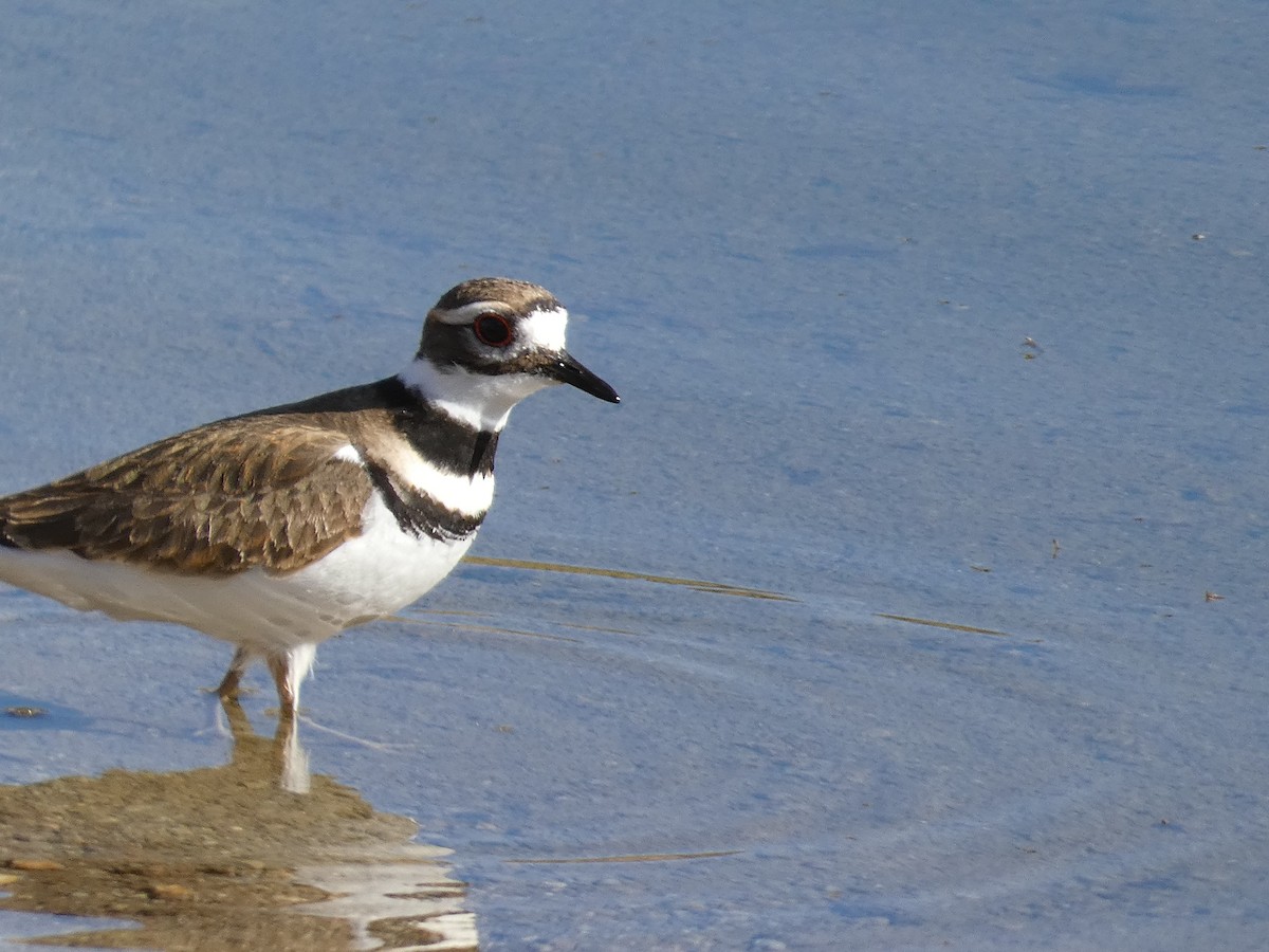 Killdeer - ML612391804