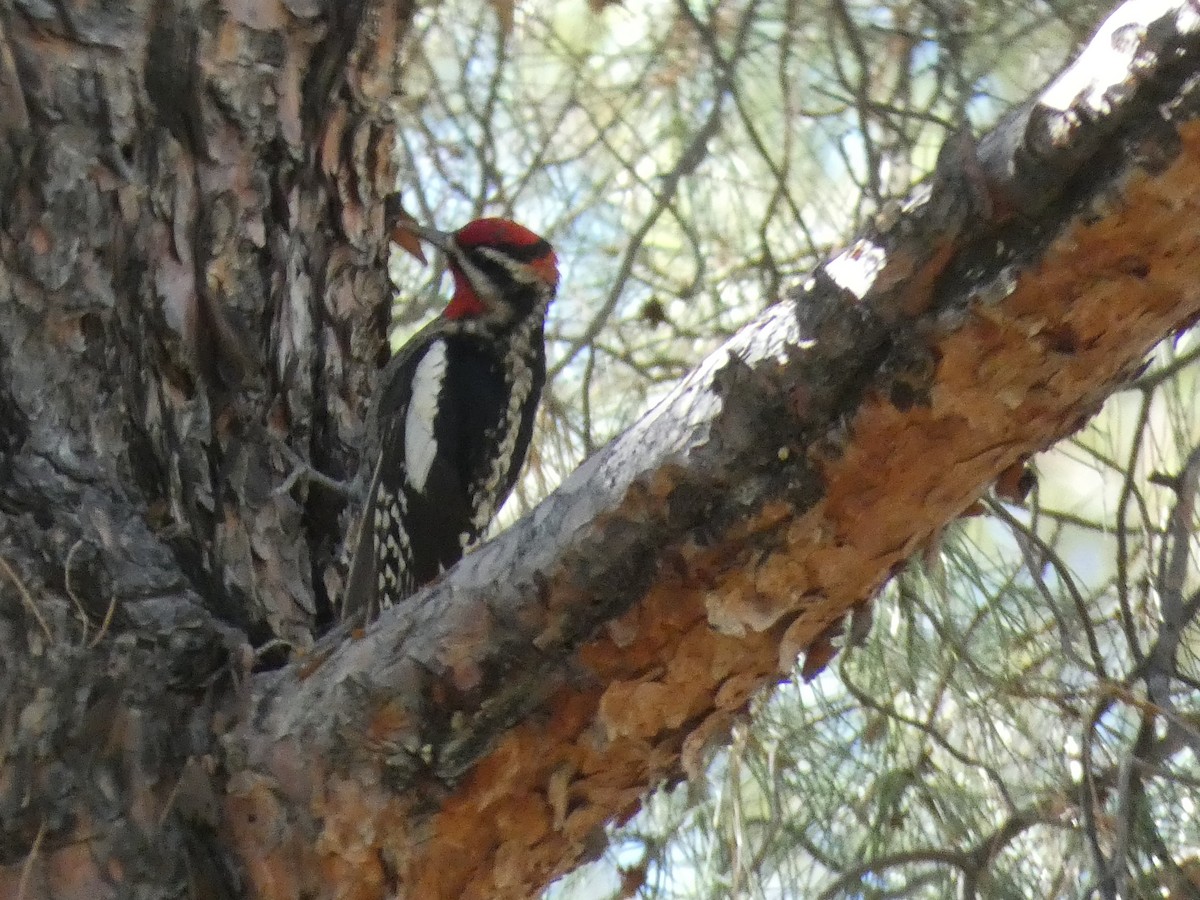 Red-naped Sapsucker - ML612391807