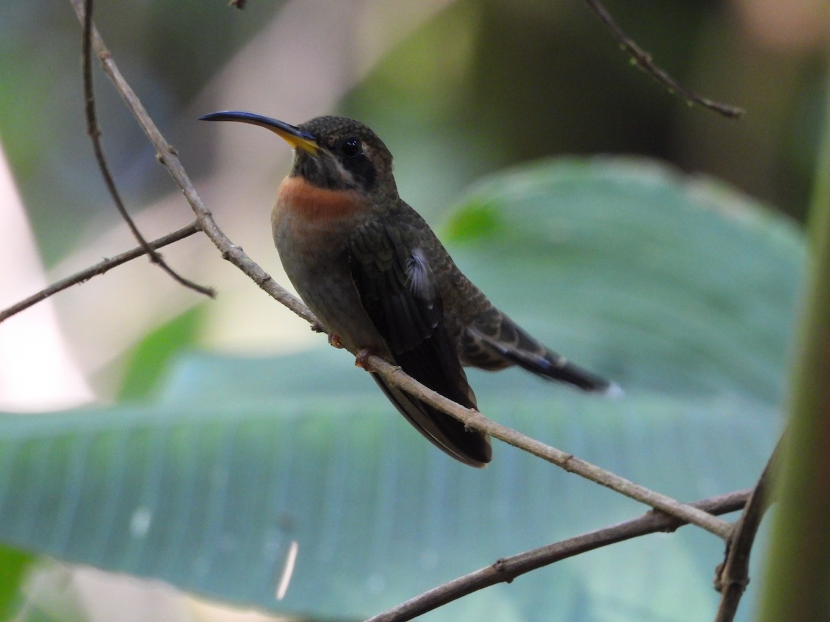 Band-tailed Barbthroat - ML612391820