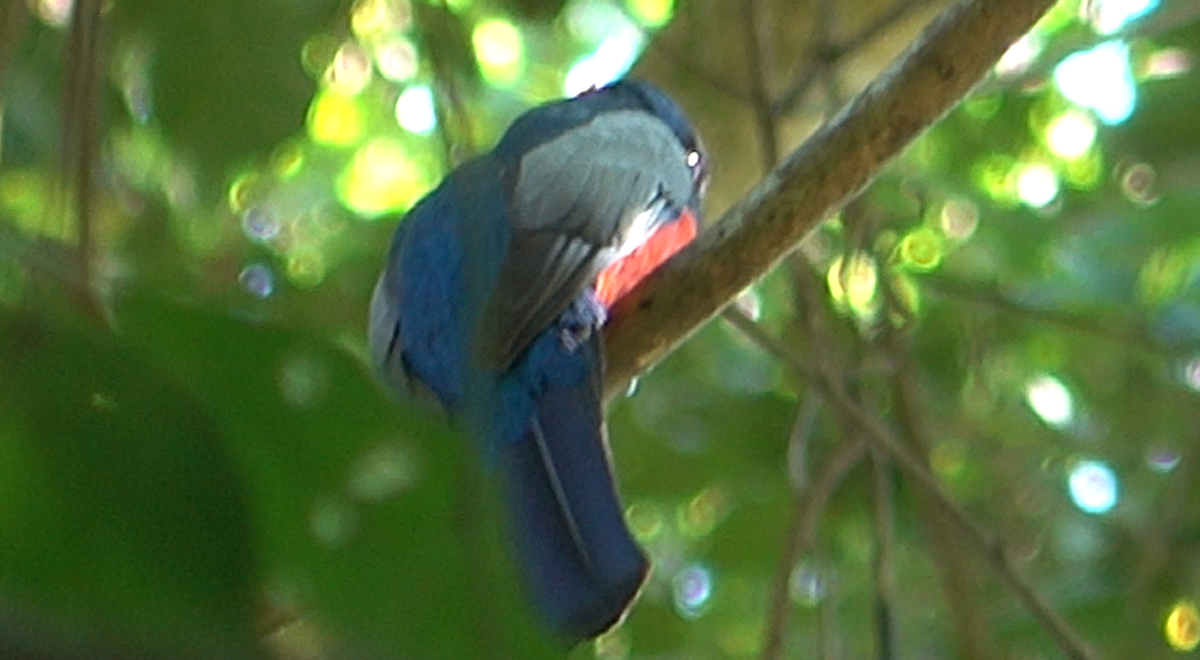 Black-tailed Trogon - ML612391826