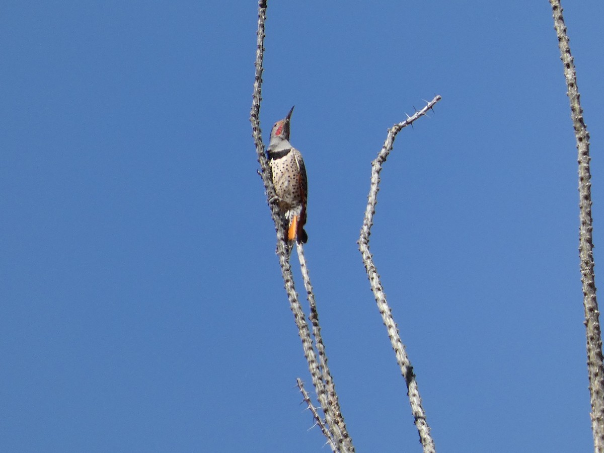 Northern Flicker - ML612391830