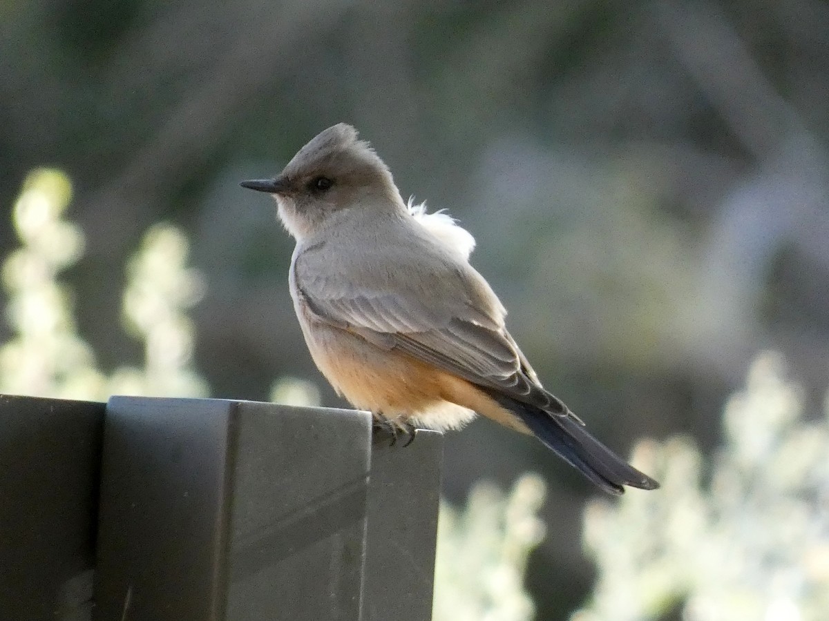 Say's Phoebe - ML612391835