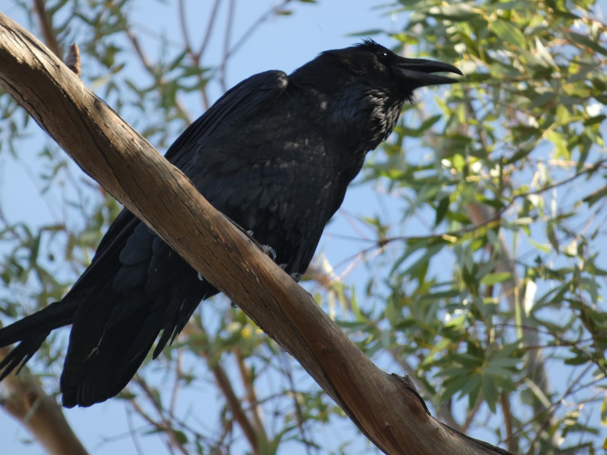 Common Raven - ML612391837