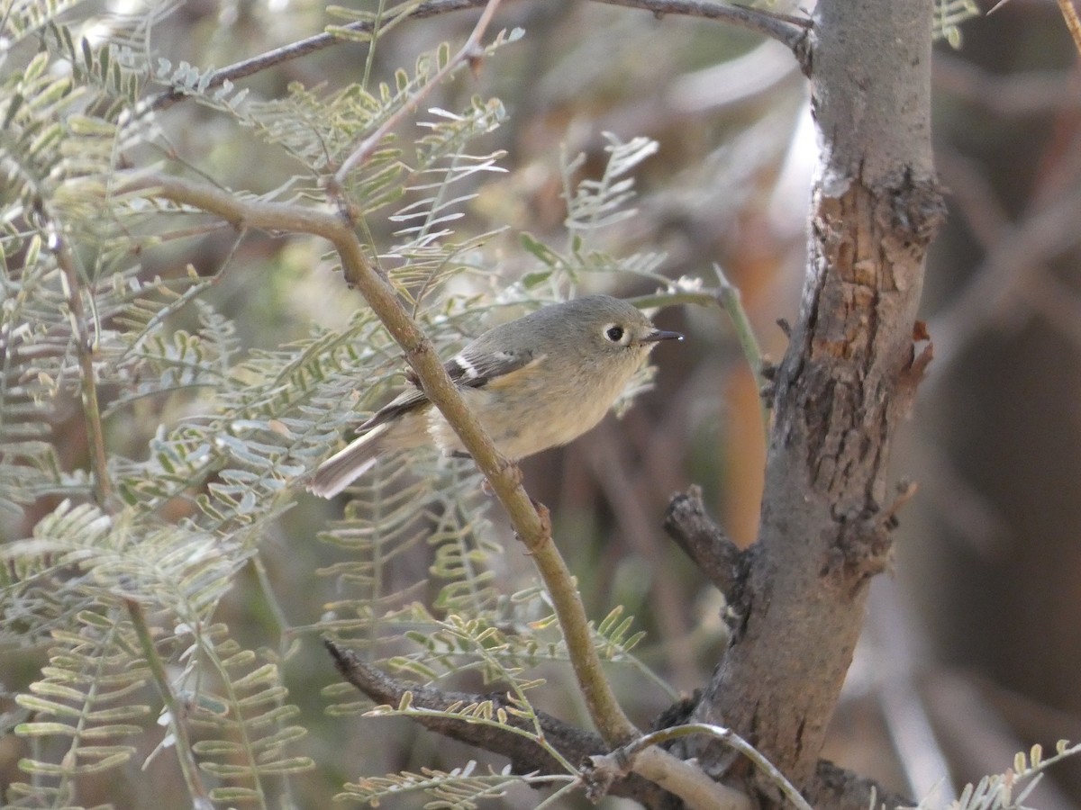 Ruby-crowned Kinglet - Hugh & Regina