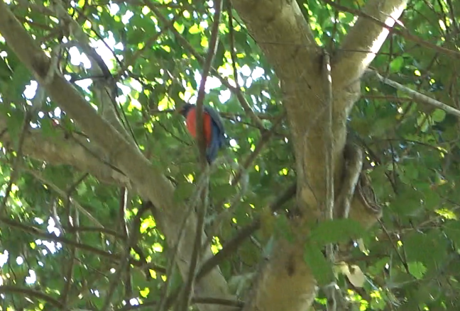 Trogon à queue noire - ML612391914