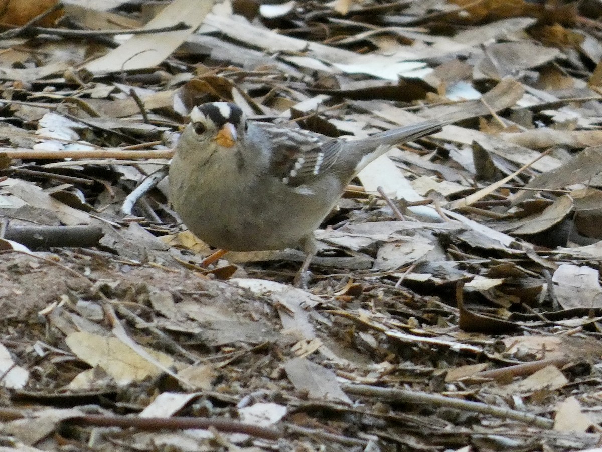 White-crowned Sparrow - Hugh & Regina