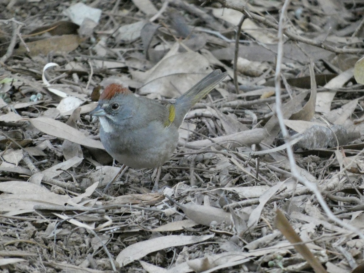 Green-tailed Towhee - Hugh & Regina