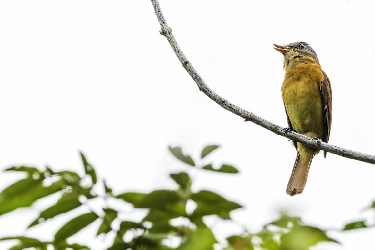 Rufous-tailed Attila - Thelma Gátuzzô