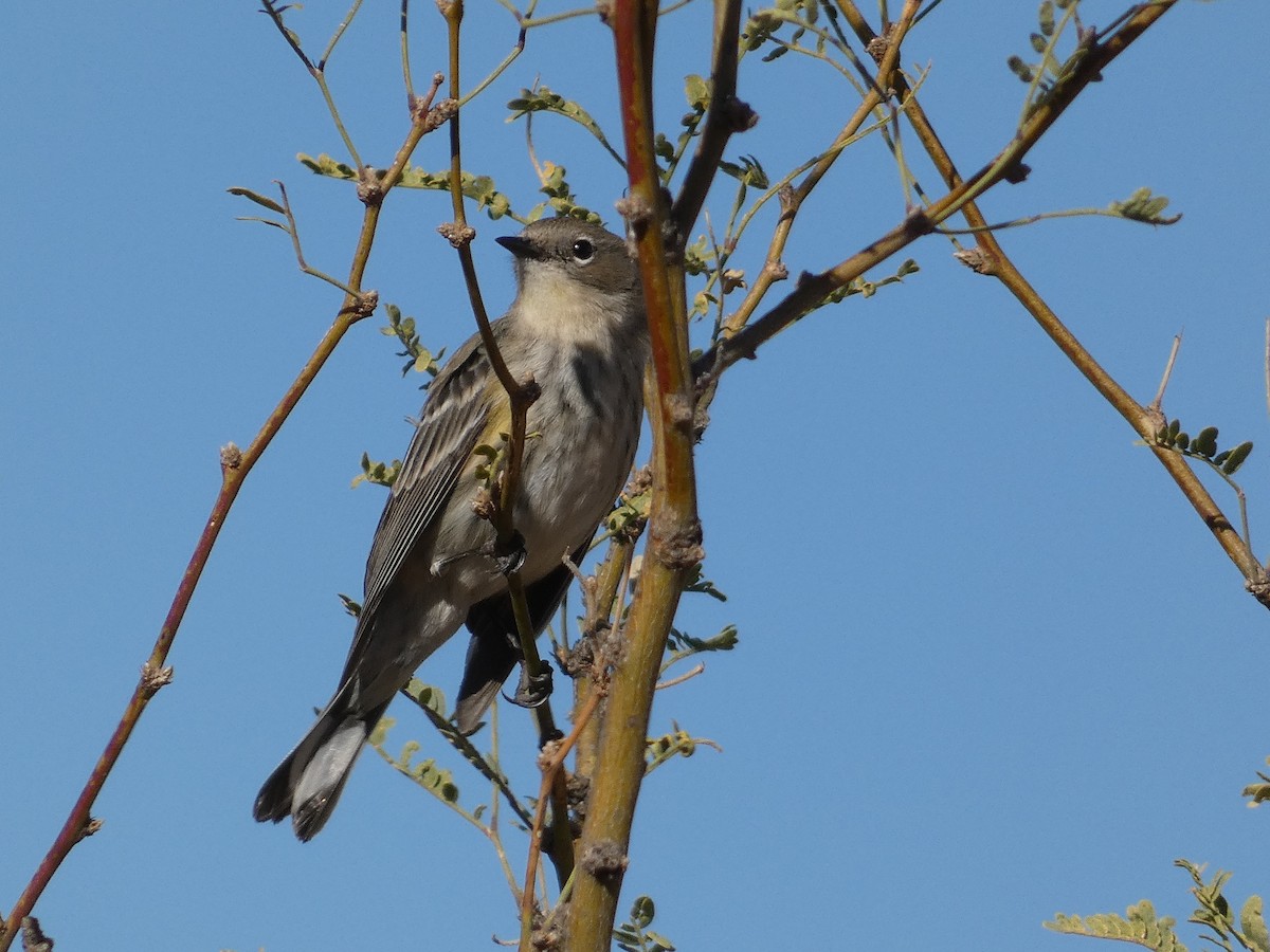 Yellow-rumped Warbler - ML612391943