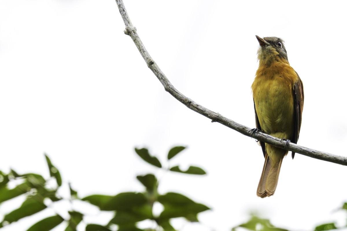 Rufous-tailed Attila - Thelma Gátuzzô