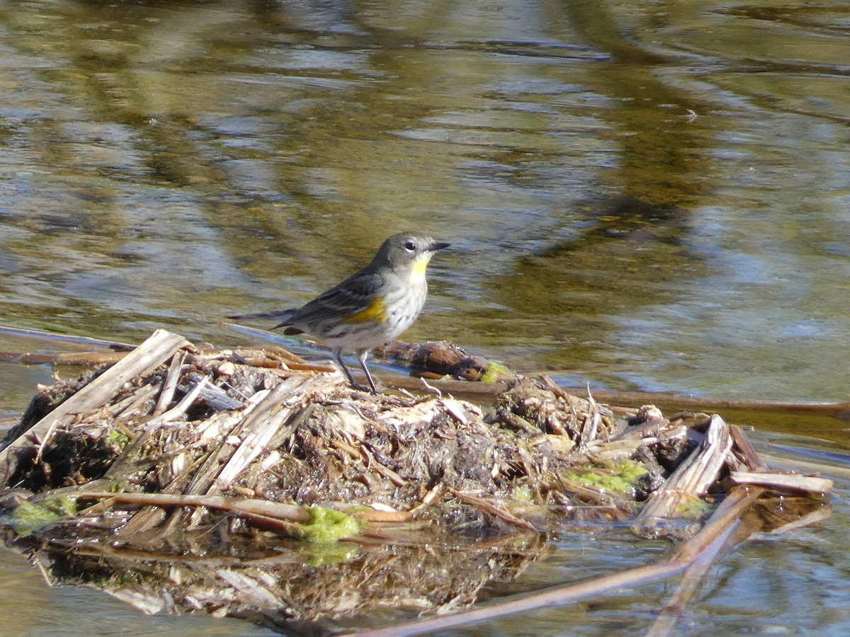 Yellow-rumped Warbler - ML612391948