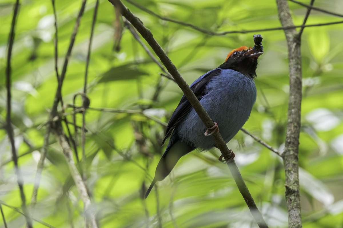 Swallow-tailed Manakin - Thelma Gátuzzô