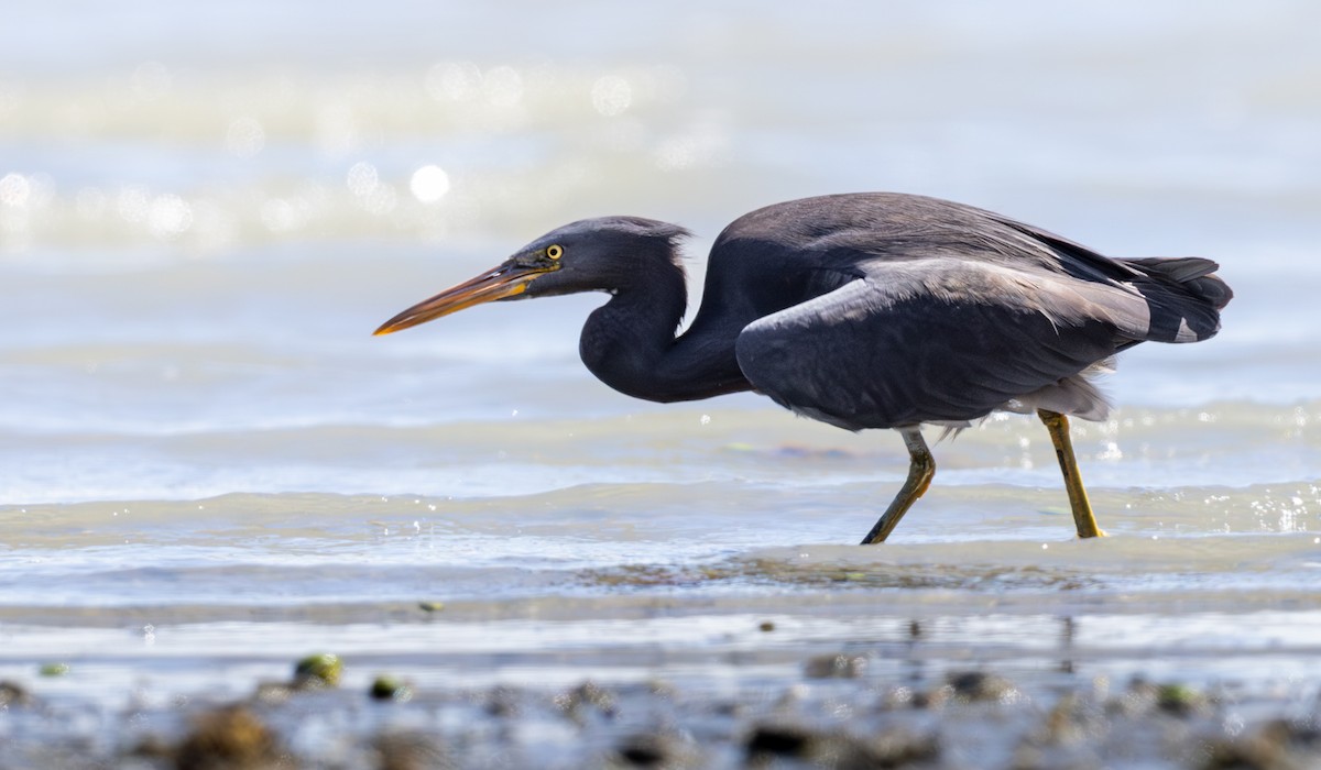 Pacific Reef-Heron - ML612391963