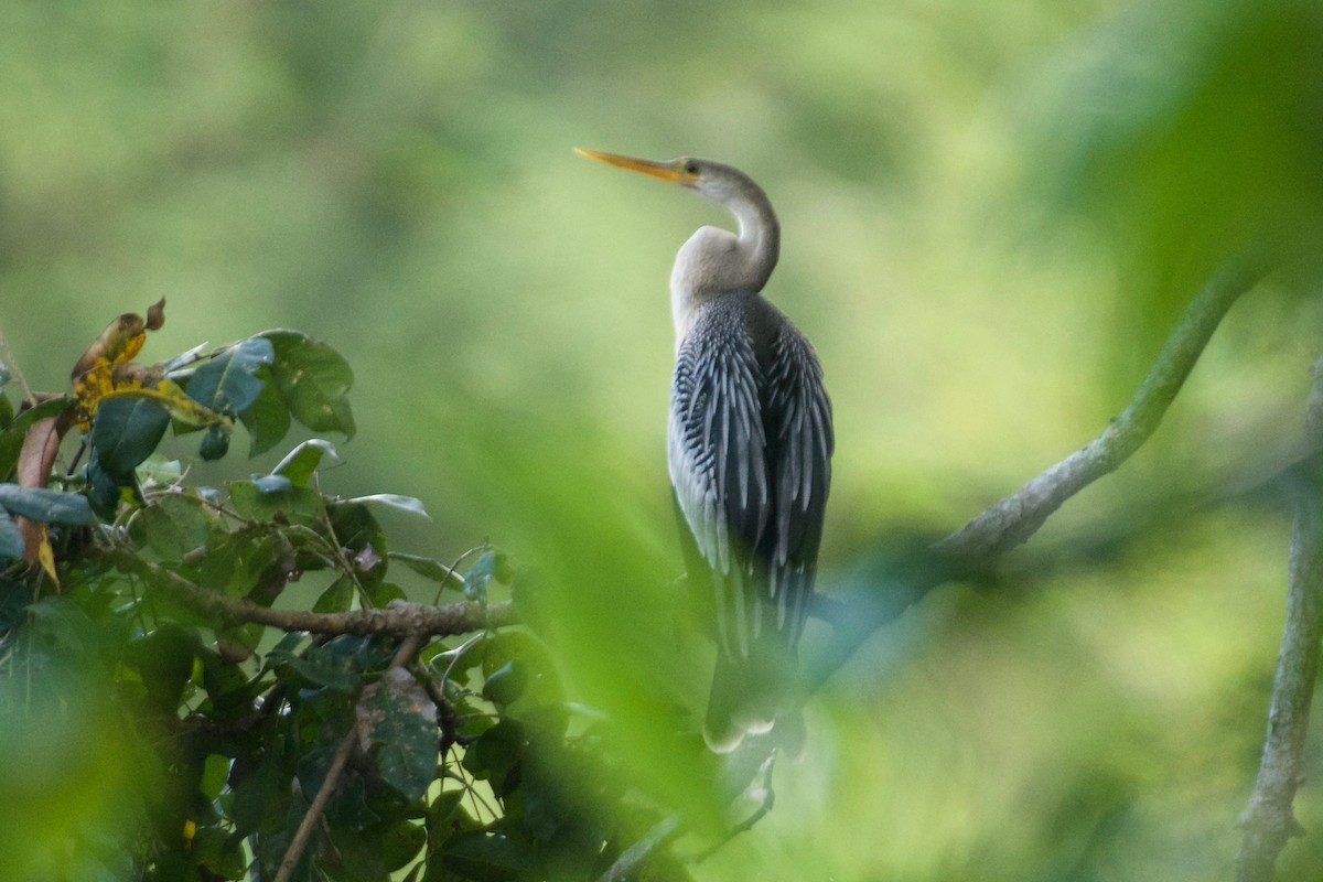 Anhinga - ML612391994