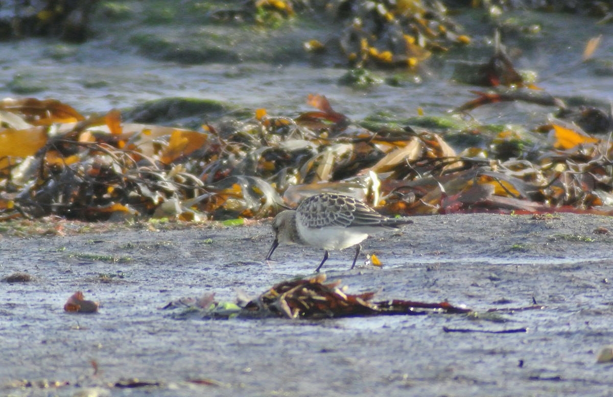 Baird's Sandpiper - ML612392004