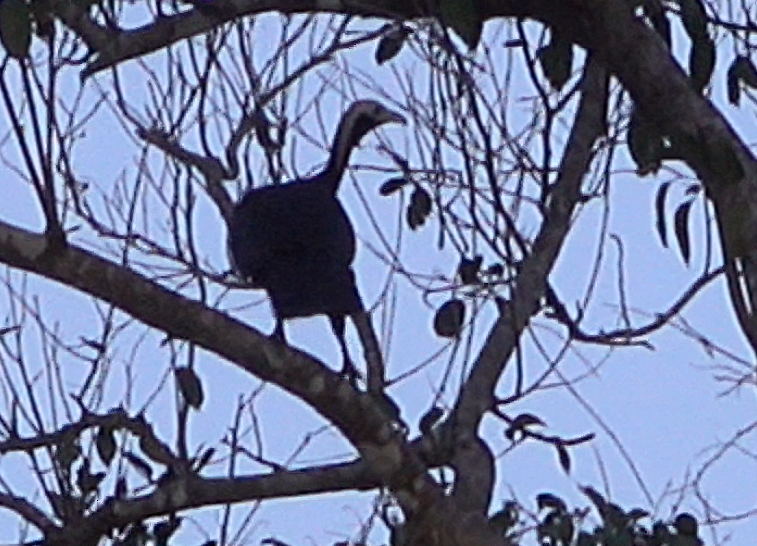 White-throated Piping-Guan - ML612392006