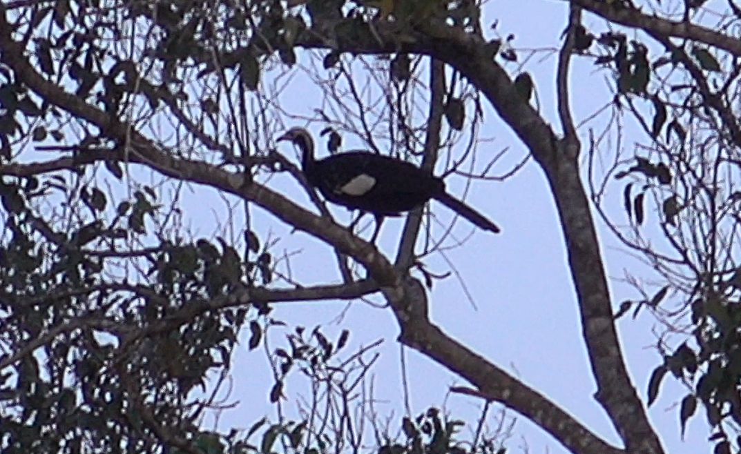 White-throated Piping-Guan - ML612392008