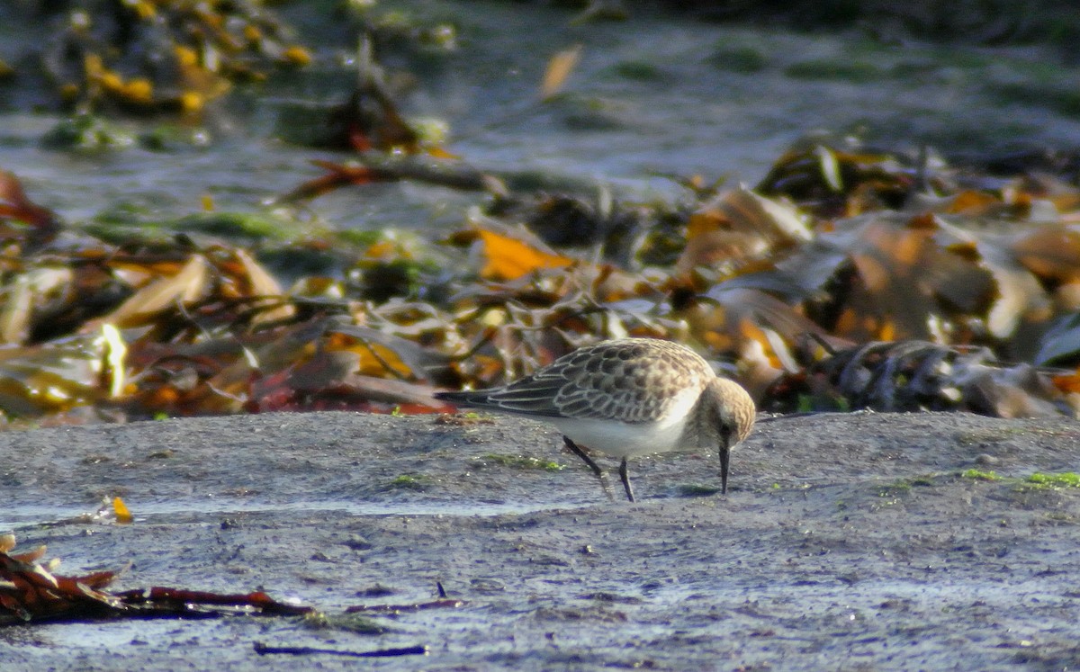 Baird's Sandpiper - ML612392011