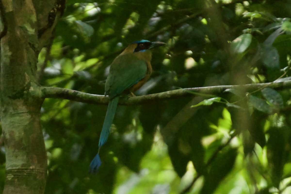 Whooping Motmot - ML612392040