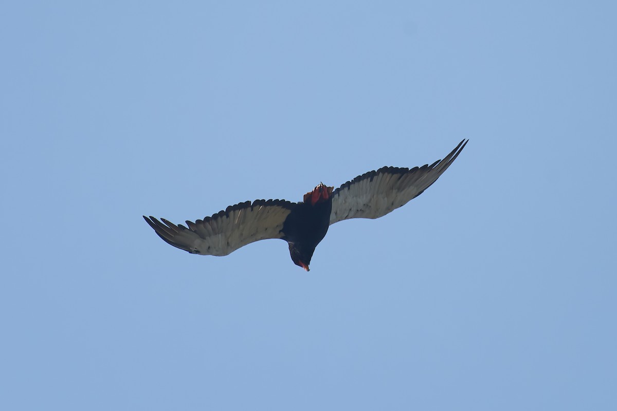 Bateleur des savanes - ML612392053