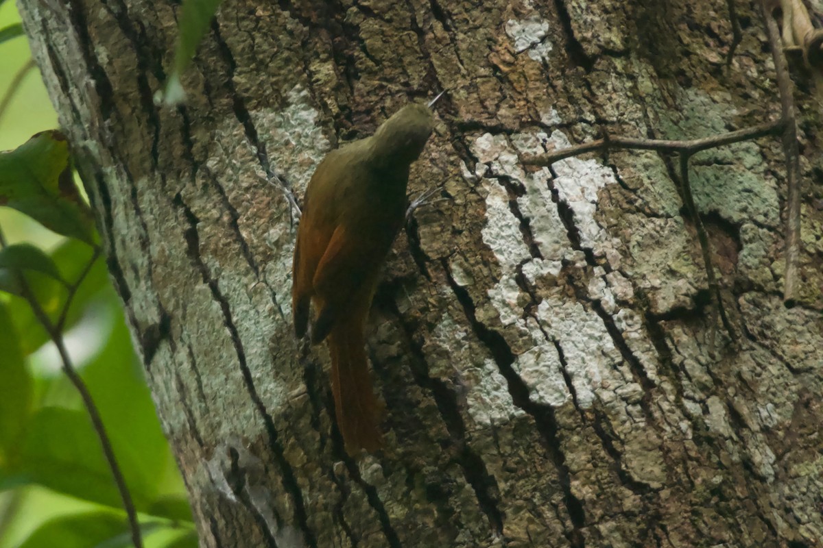 Olivaceous Woodcreeper - ML612392059