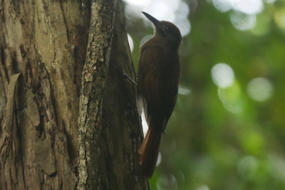 Plain-brown Woodcreeper - ML612392064