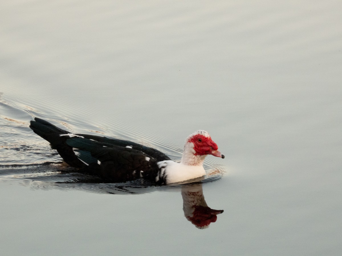 Muscovy Duck (Domestic type) - Nacho Sánchez