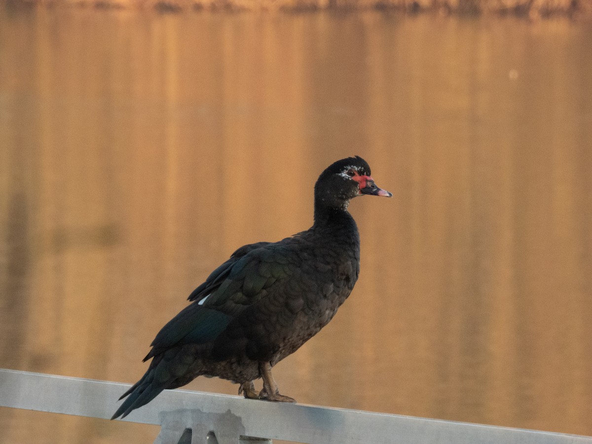 Muscovy Duck (Domestic type) - ML612392119