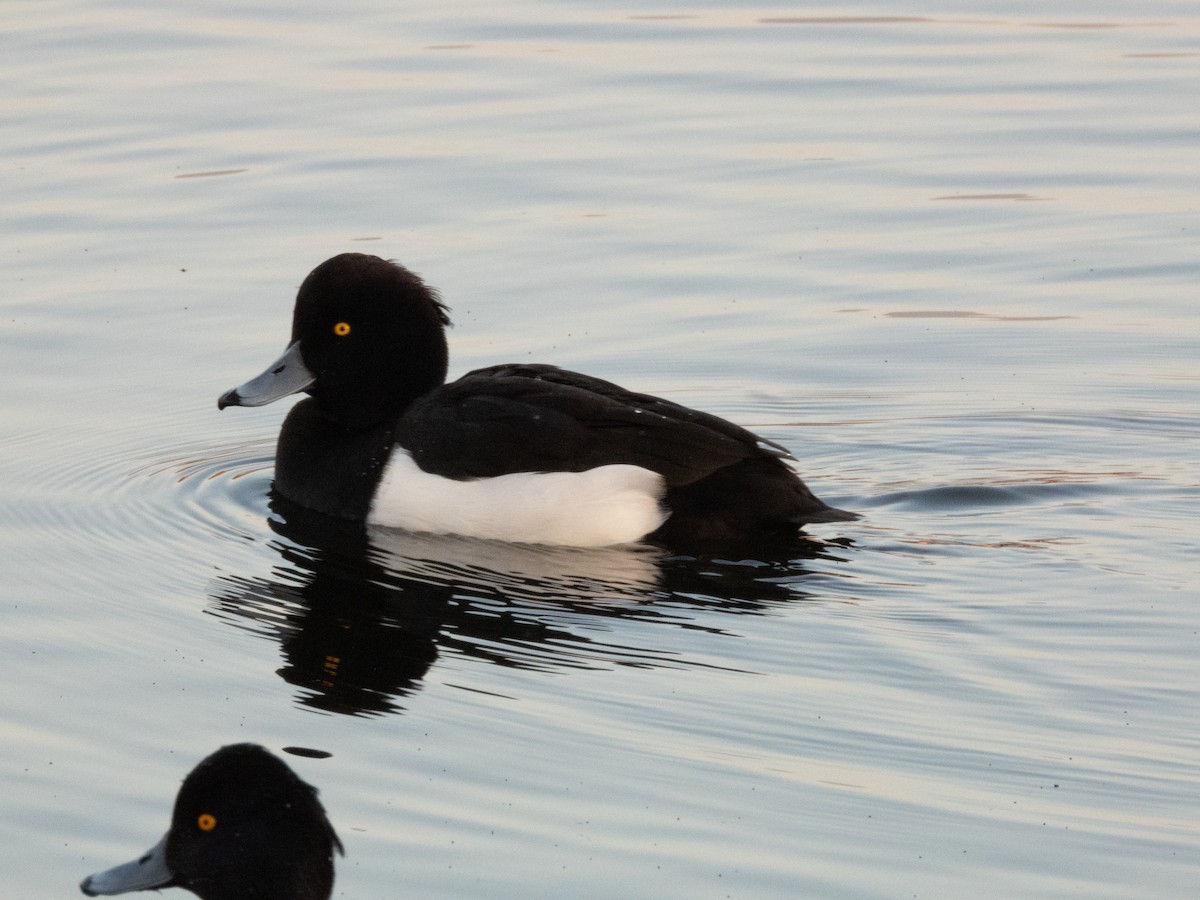 Tufted Duck - Nacho Sánchez