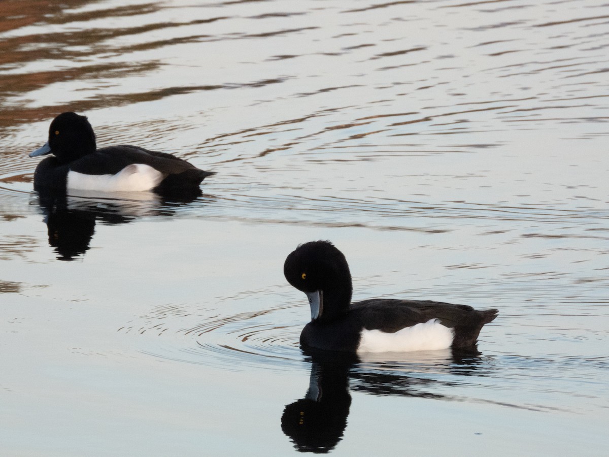 Tufted Duck - Nacho Sánchez