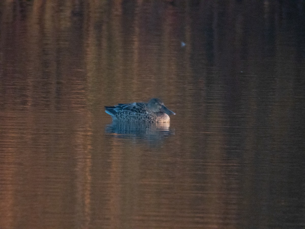 Northern Shoveler - Nacho Sánchez