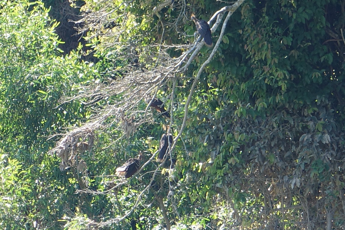 Hoatzin - ML612392189