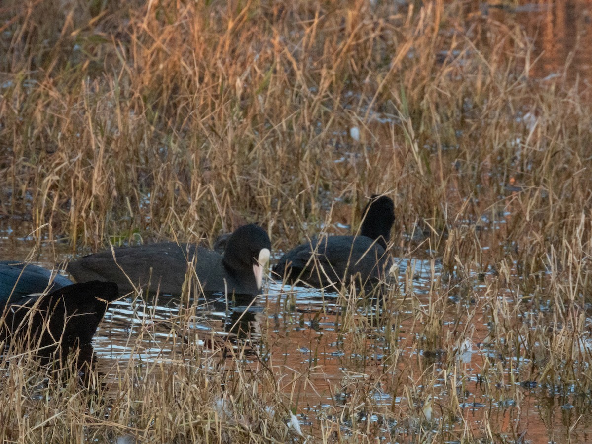 Eurasian Coot - Nacho Sánchez