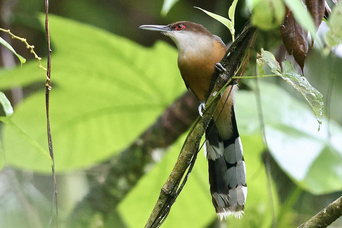 Jamaican Lizard-Cuckoo - ML612392218