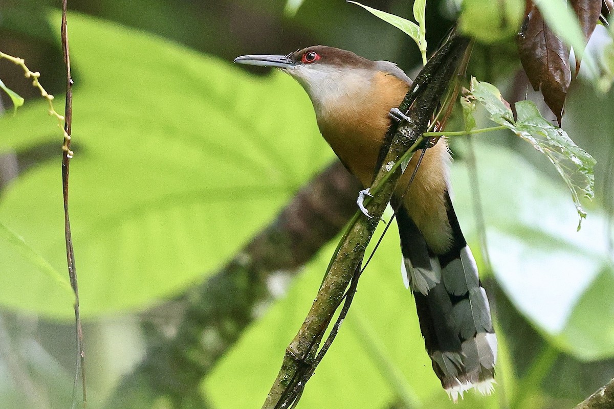 Jamaican Lizard-Cuckoo - ML612392223