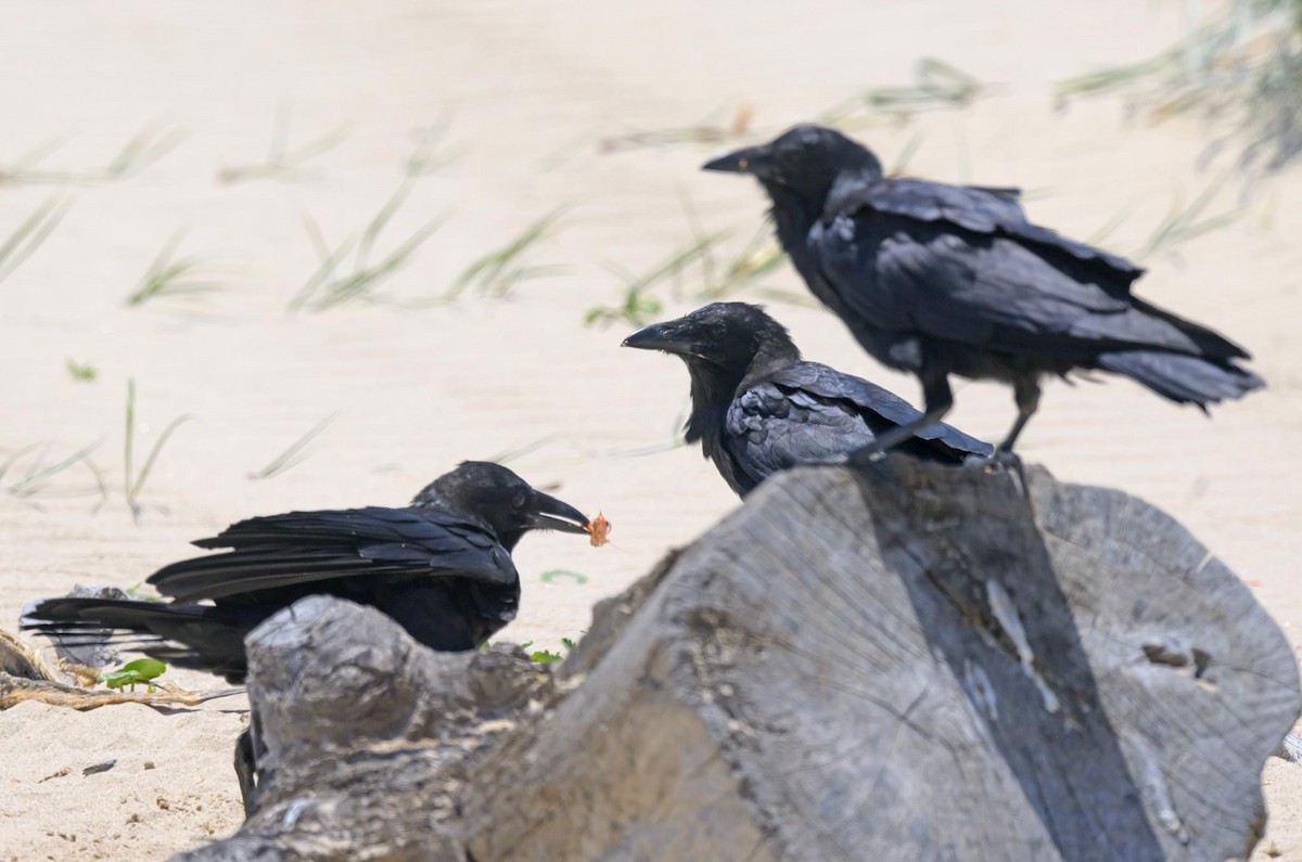 Forest Raven - ML612392229