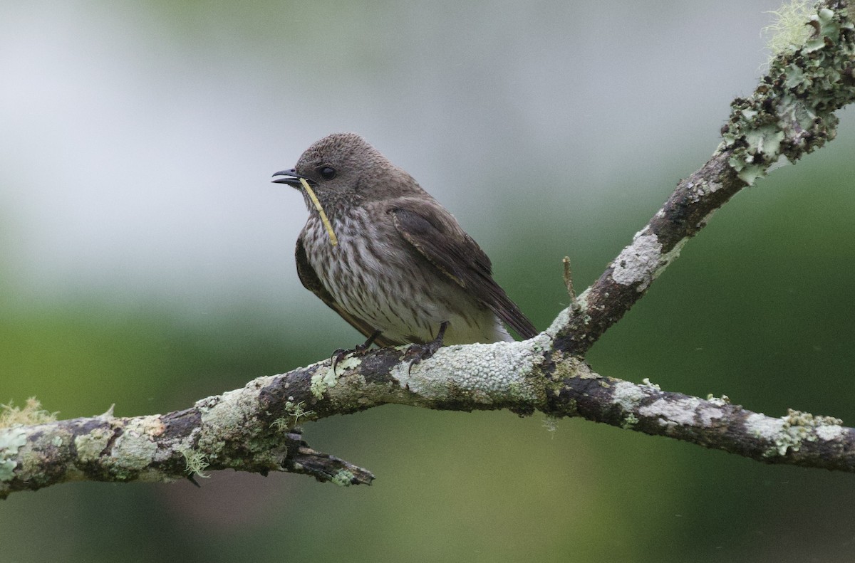 Golondrina de las Mascareñas - ML612392272