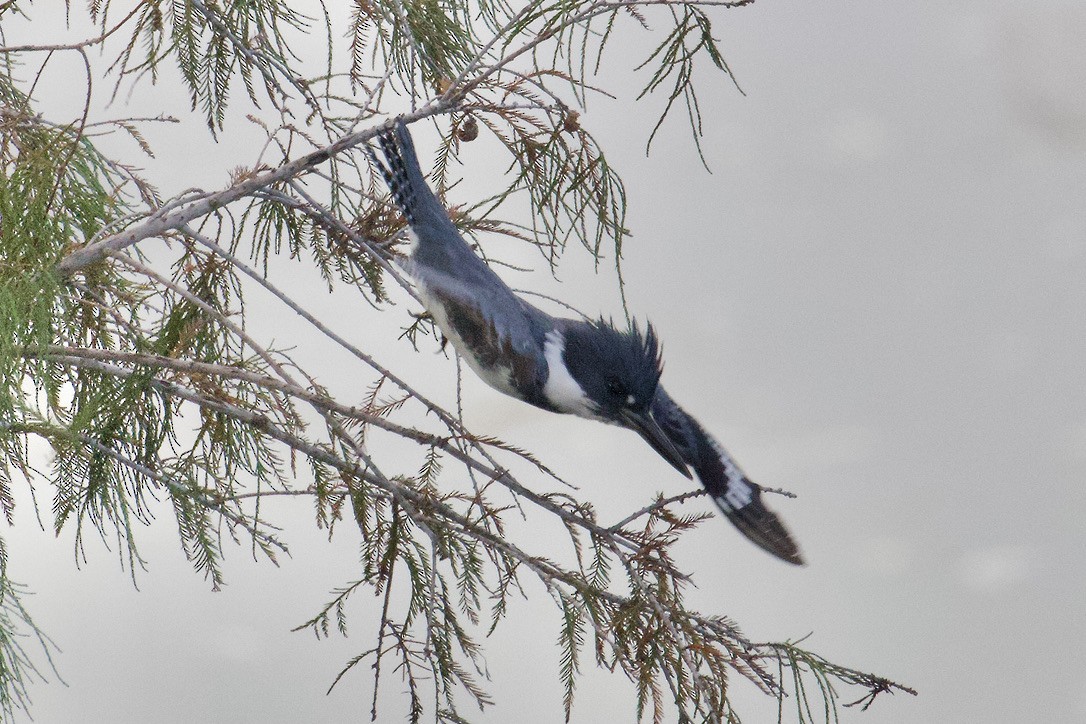 Belted Kingfisher - ML612392385