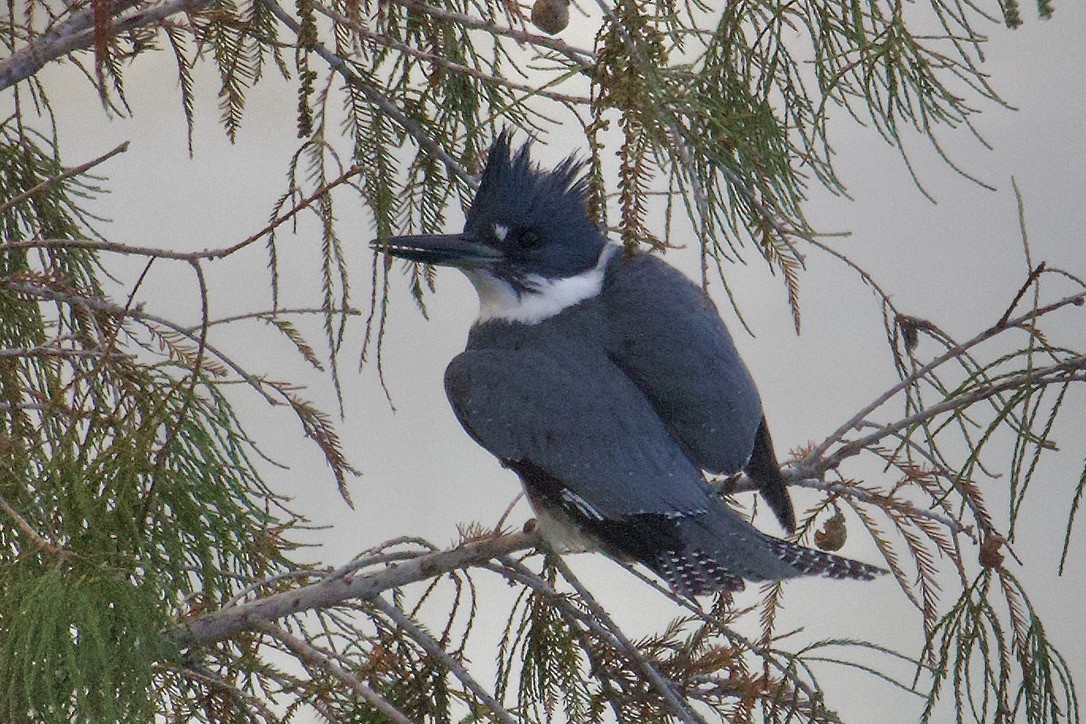 Belted Kingfisher - ML612392386