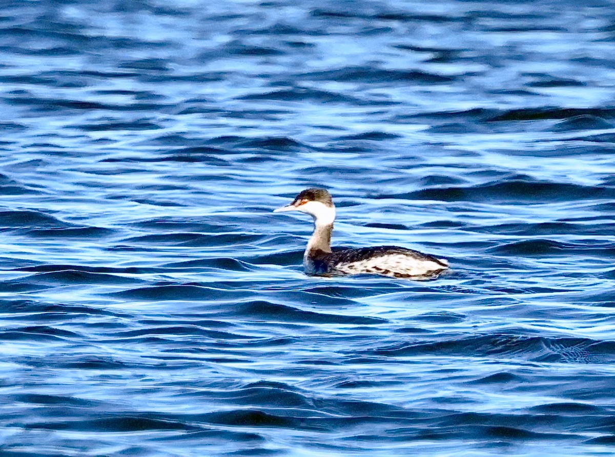 Horned Grebe - ML612392427