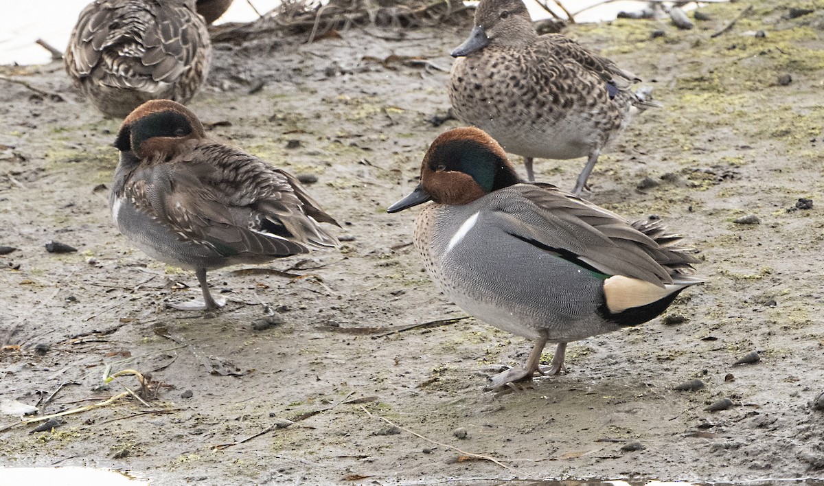 Green-winged Teal - ML612392512